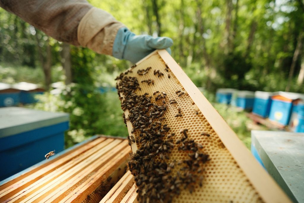 O3 Agri, apiculteur sortant un cadre d'une ruche